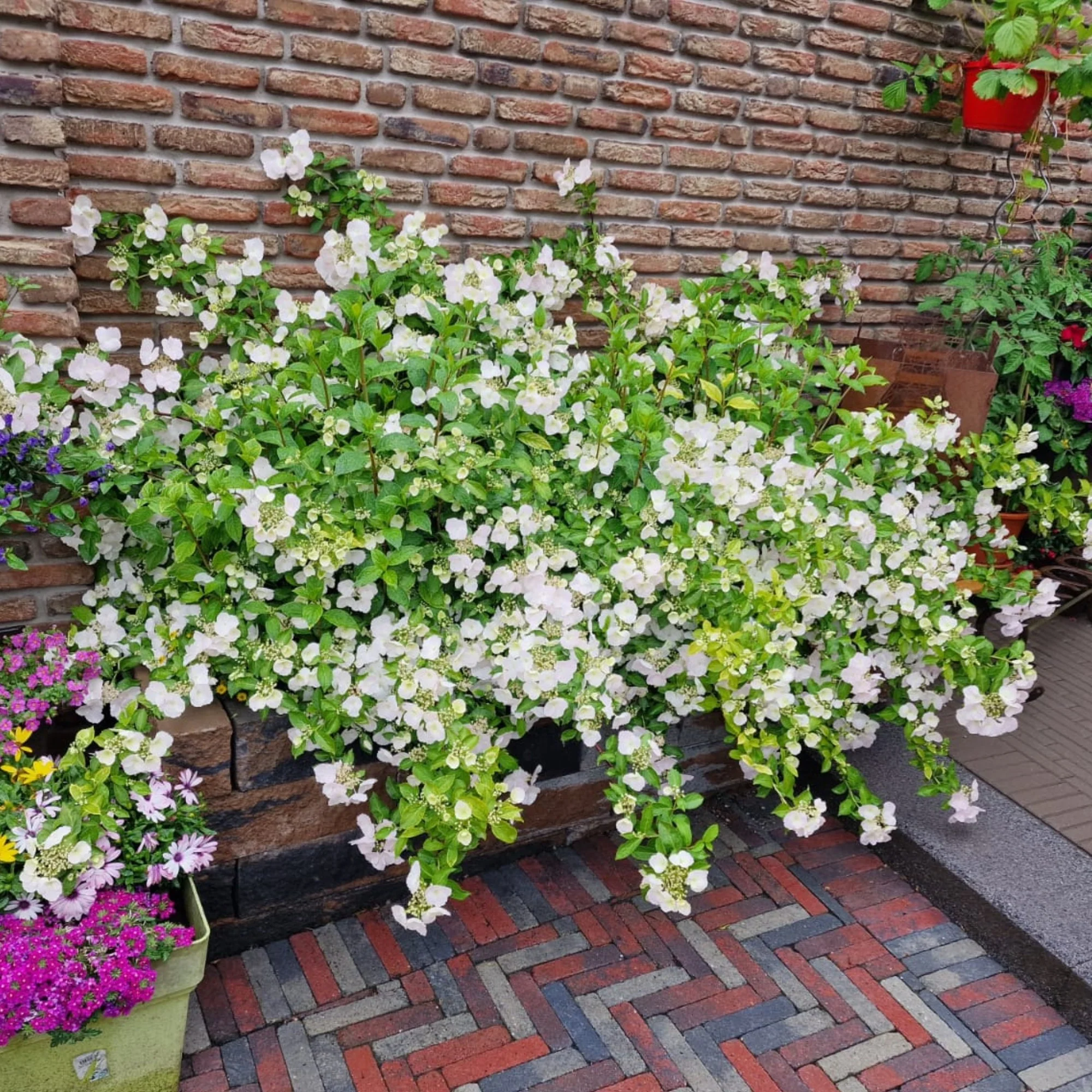 Girlandenhortensie 'Runaway Bride®' - Image 9
