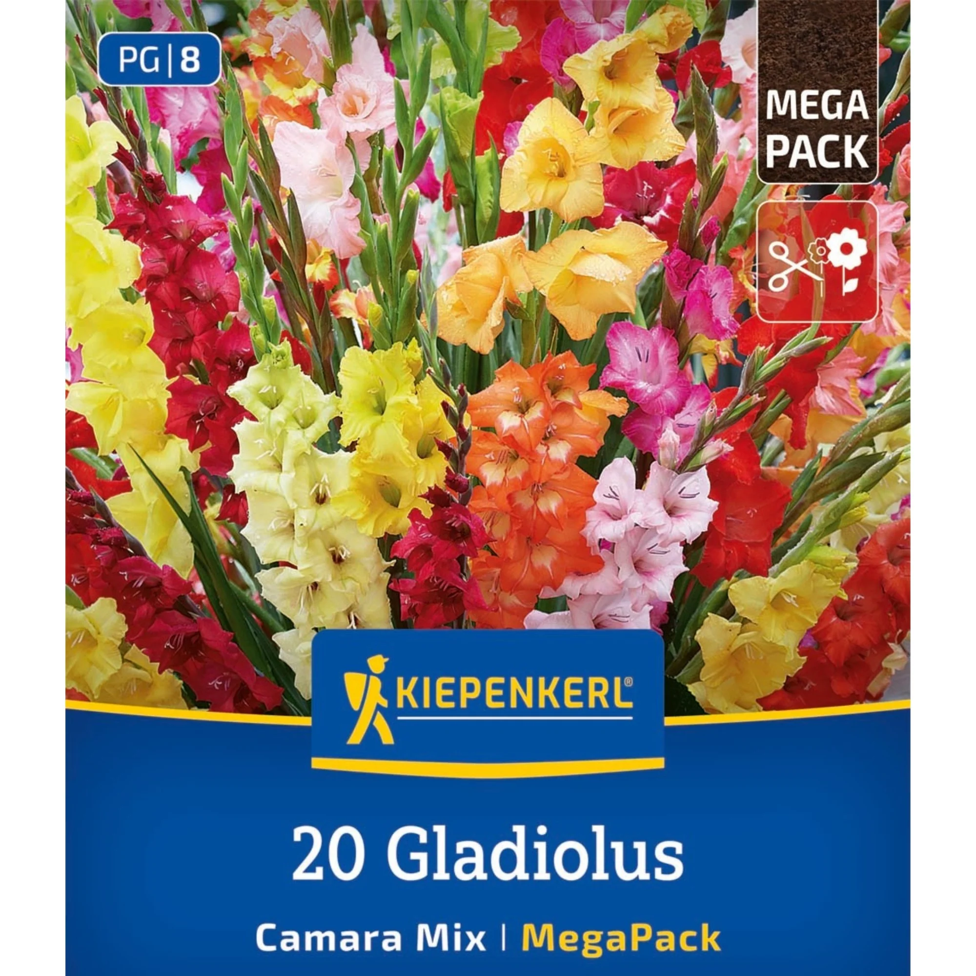 Kiepenkerl Mega-Pack Gladiolen 'Camara Mix', 20 Zwiebeln