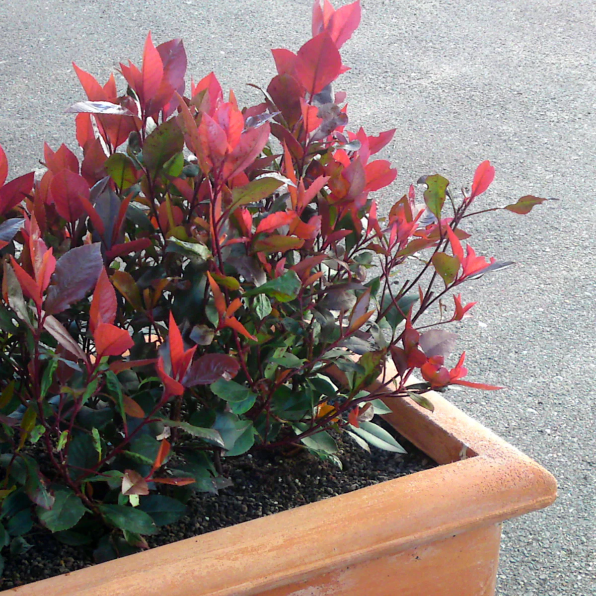 Glanzmispel 'Little Red Robin' - Image 3