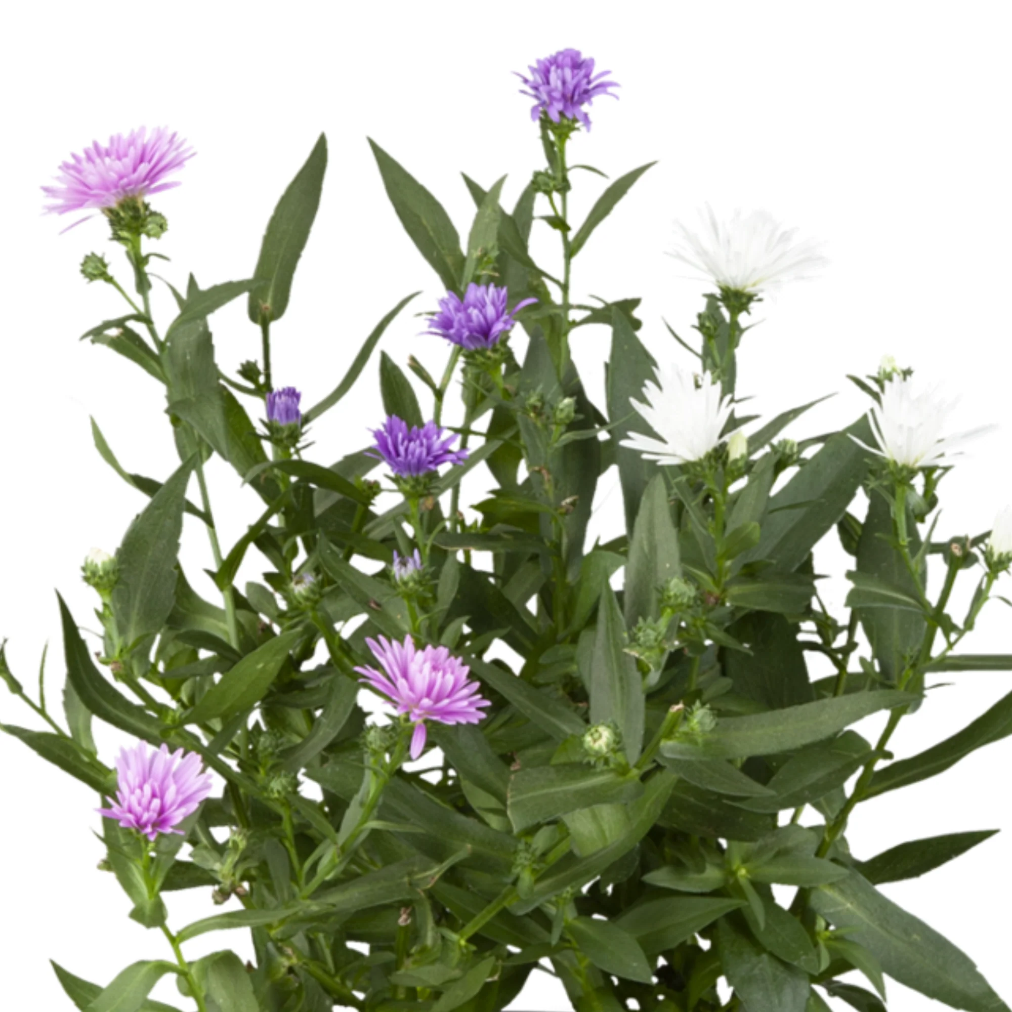Glattblatt-Aster, Trio - Image 4