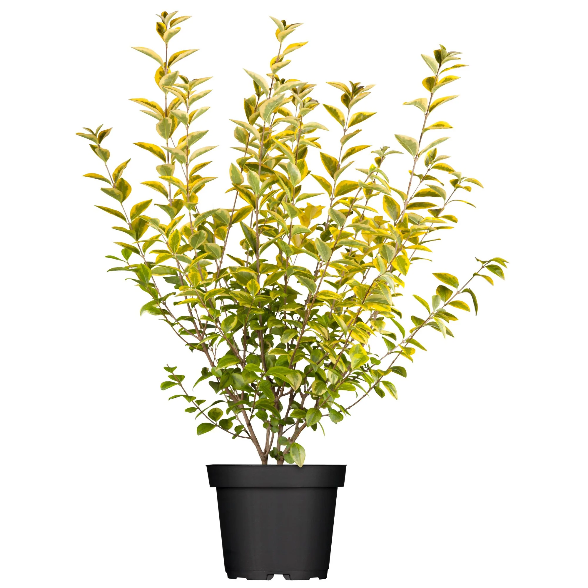 Goldliguster 'Aureum' - Image 3