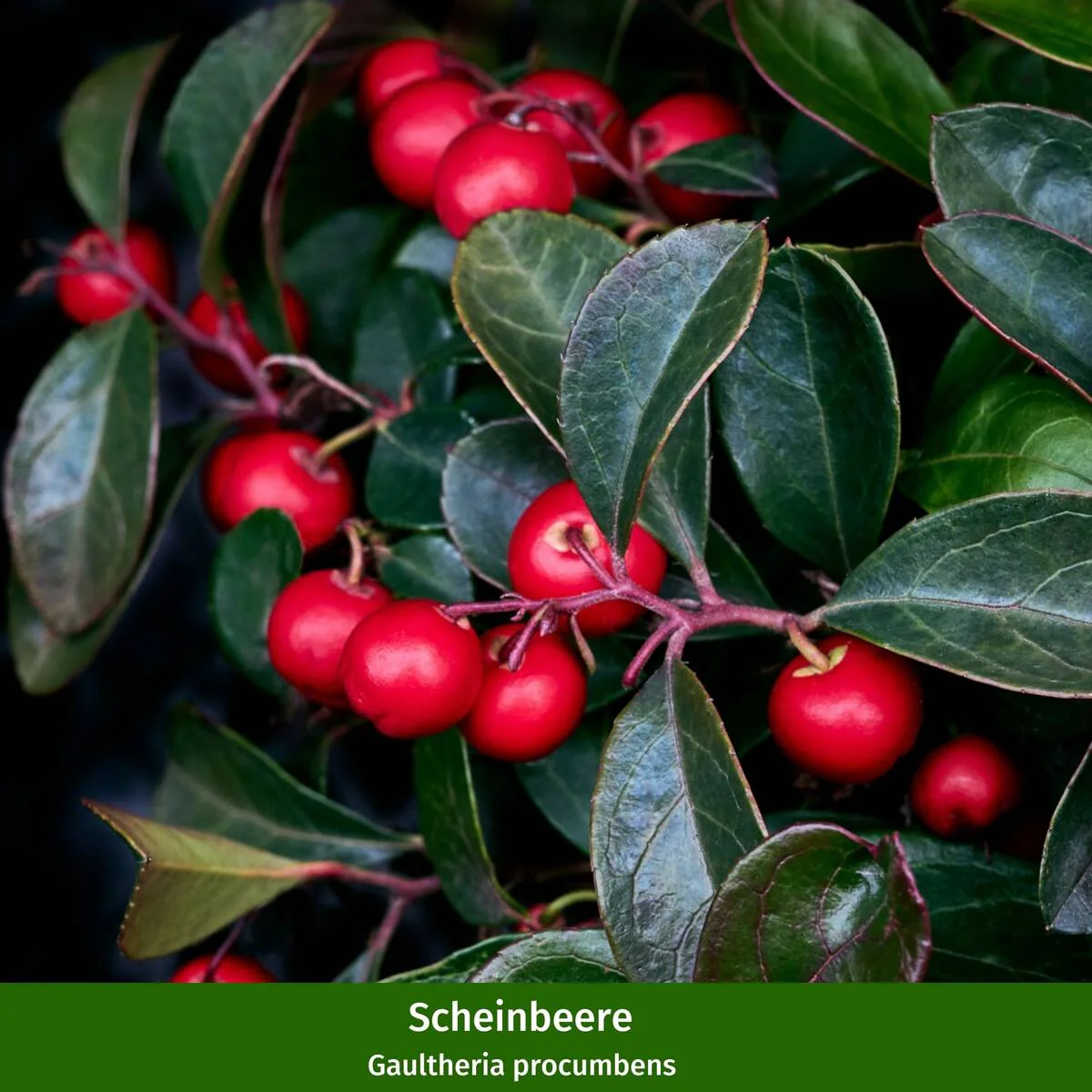 Grabbepflanzung "Herbst Klassiker" - Image 3