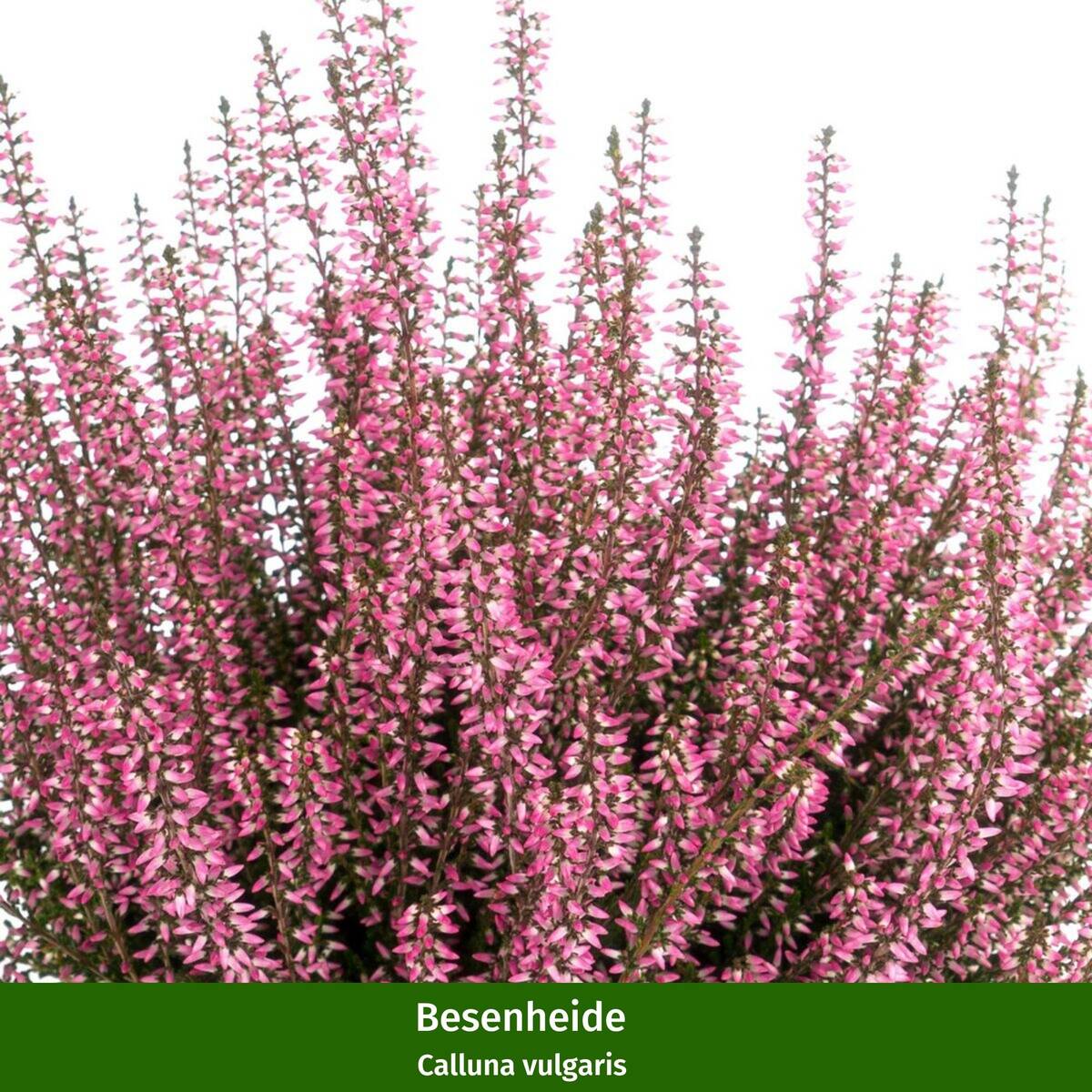 Grabbepflanzung "Herbst Klassiker" - Image 6