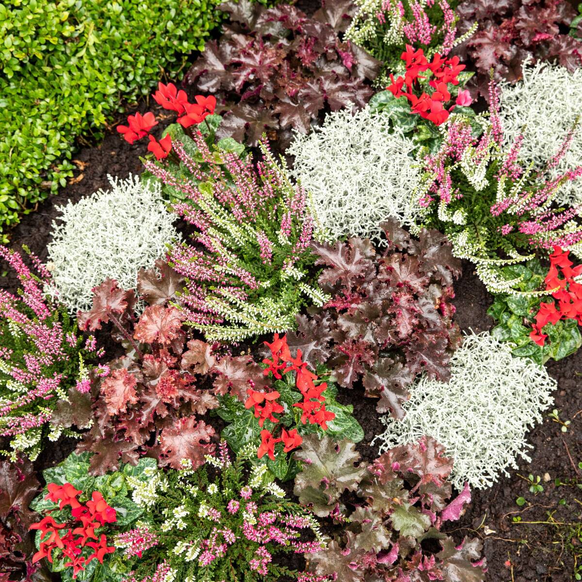 Grabbepflanzung "Rot-Weißer Herbst"