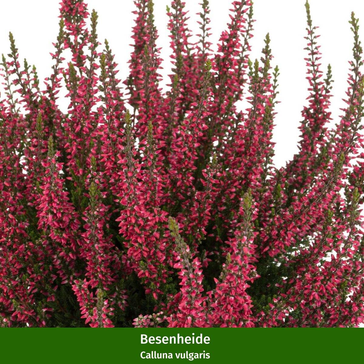Grabbepflanzung "Rot-Weißer Herbst" - Image 2