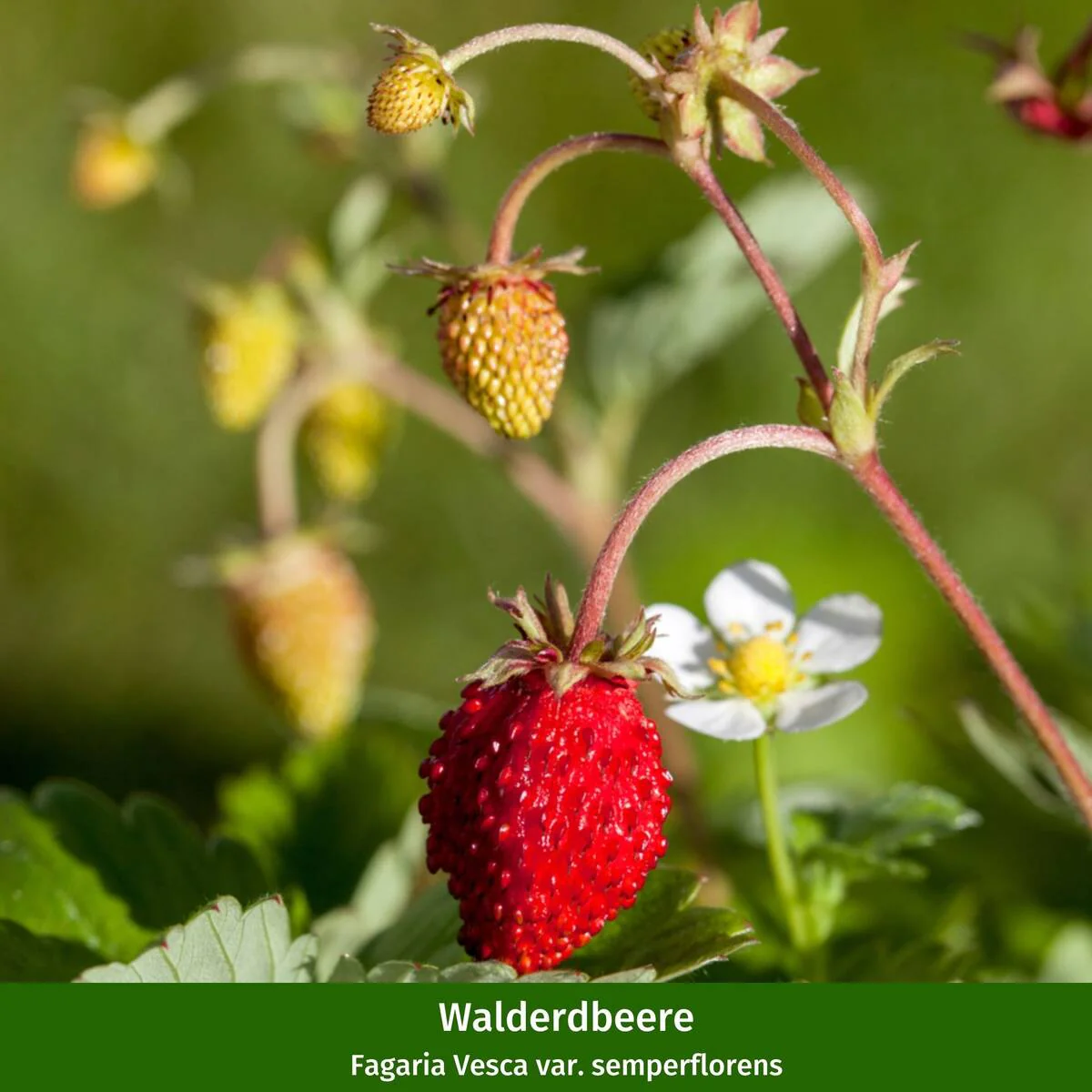 Gräser- und Staudenbeet "Schattenglück" - Image 3