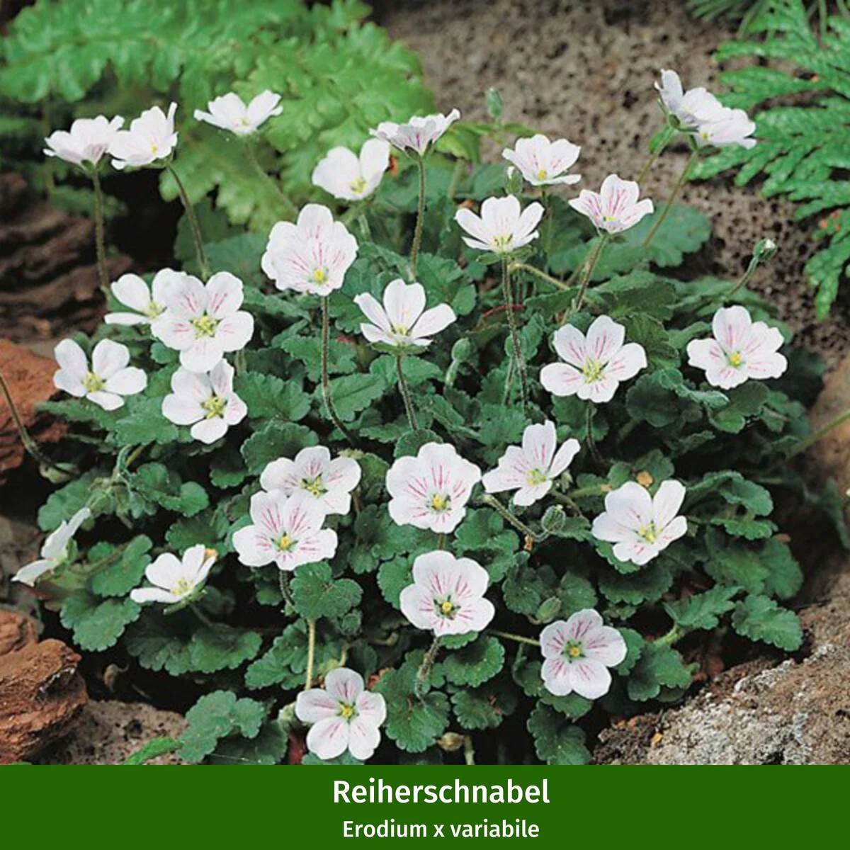 Gräser- und Staudenbeet "Wüstenpracht" - Image 10