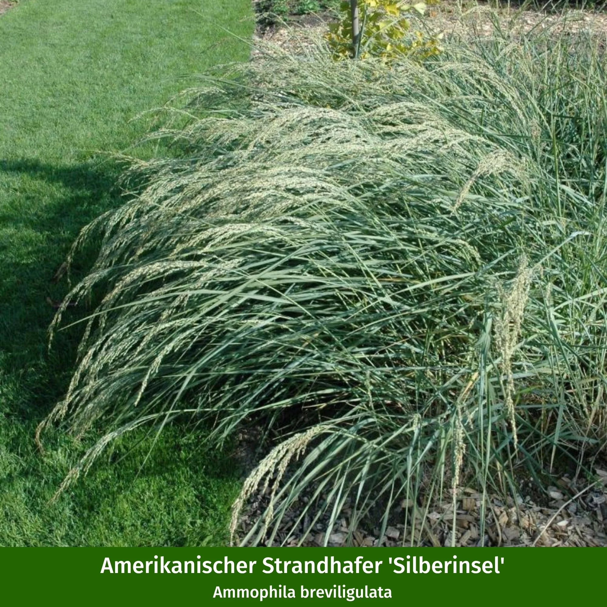 Gräserbeet "Maritime Trockenkünstler" - Image 3