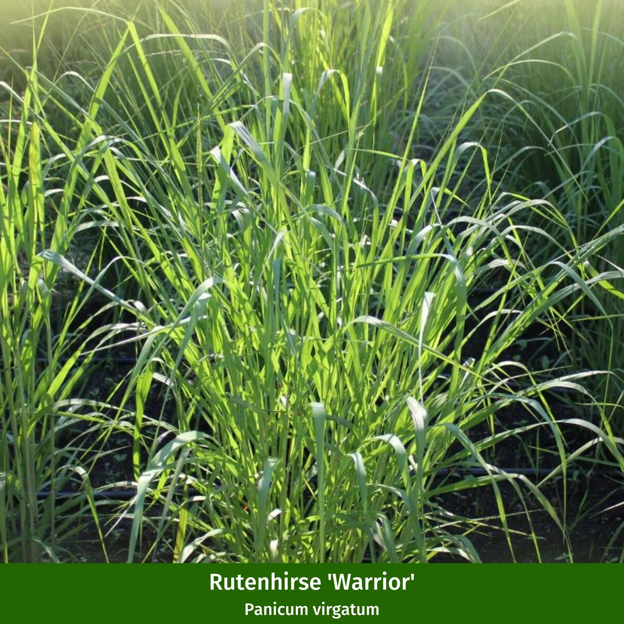 Gräserbeet "Grüner Sichtschutz" - Image 3