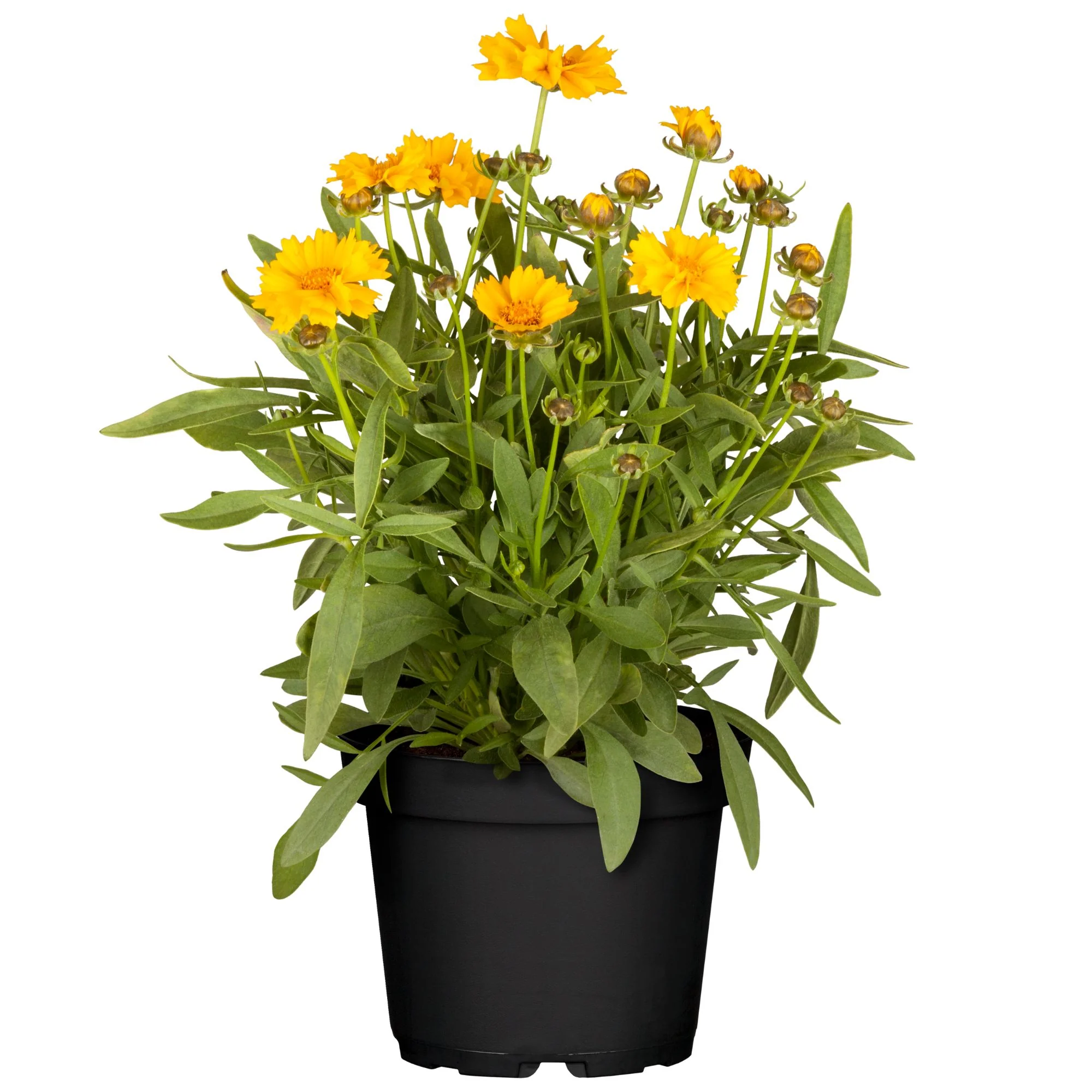 Großblumiges Mädchenauge - Image 2