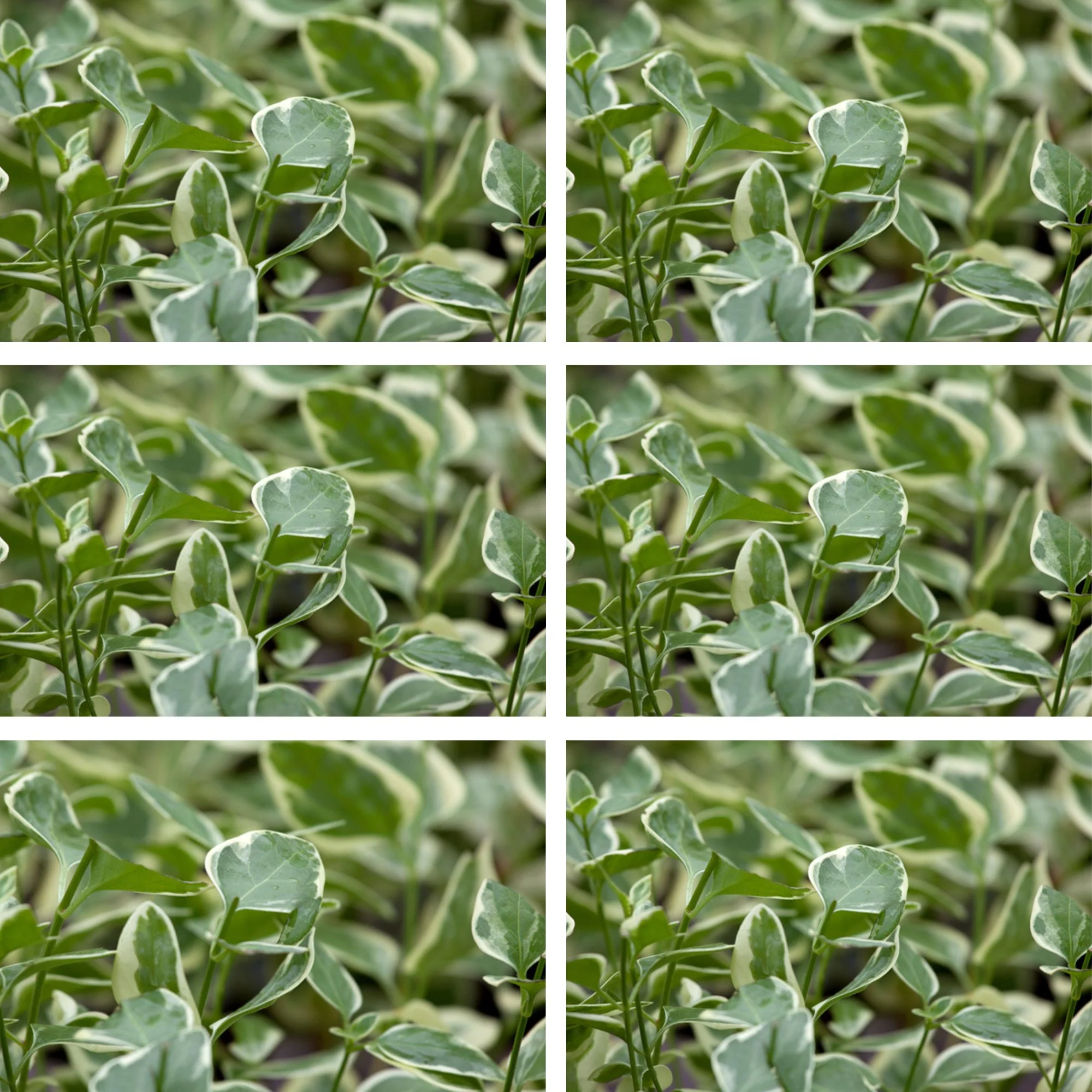 Großes Immergrün 'Variegata', 12 Pflanzen - Image 2