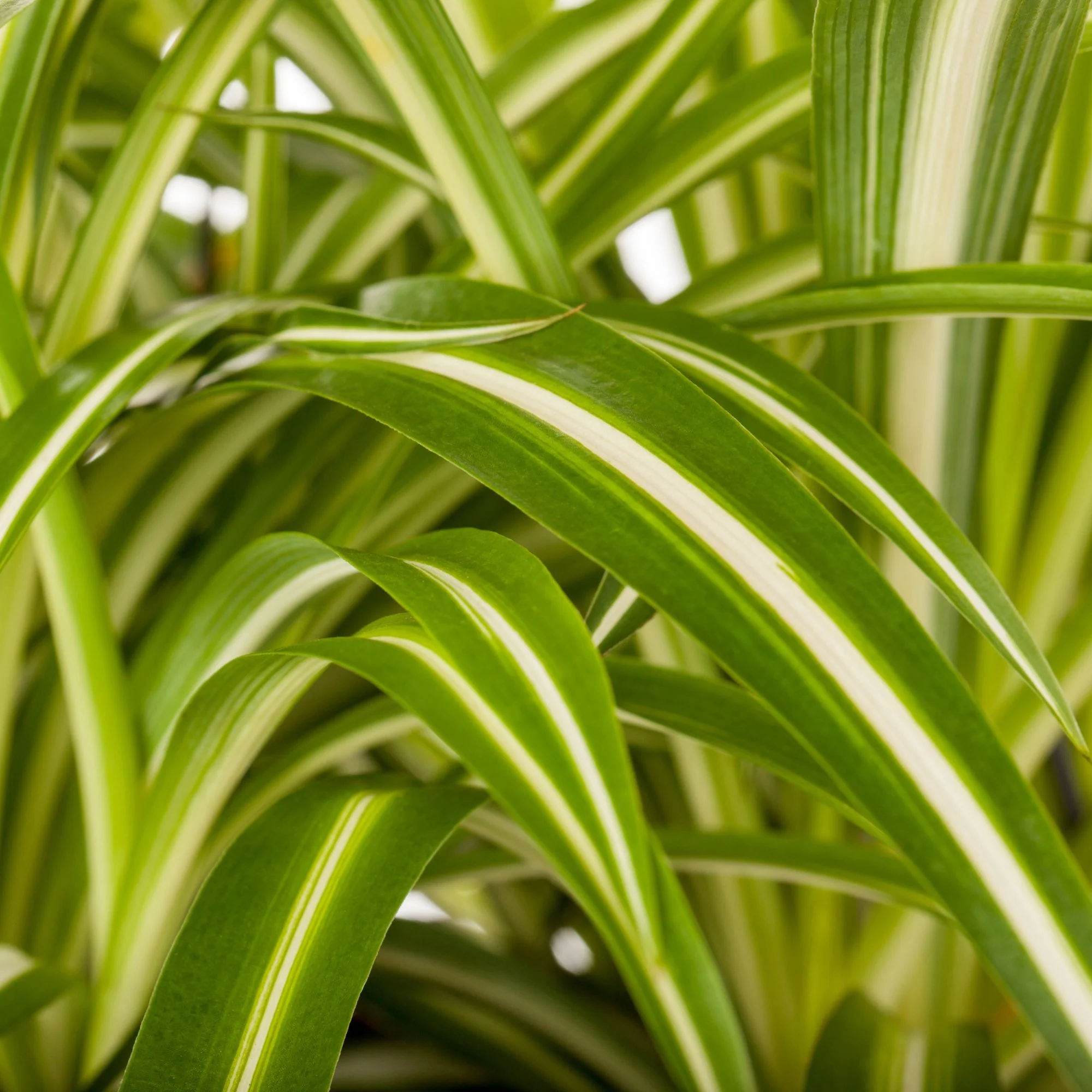 Grünlilie 'Variegatum' - Image 3