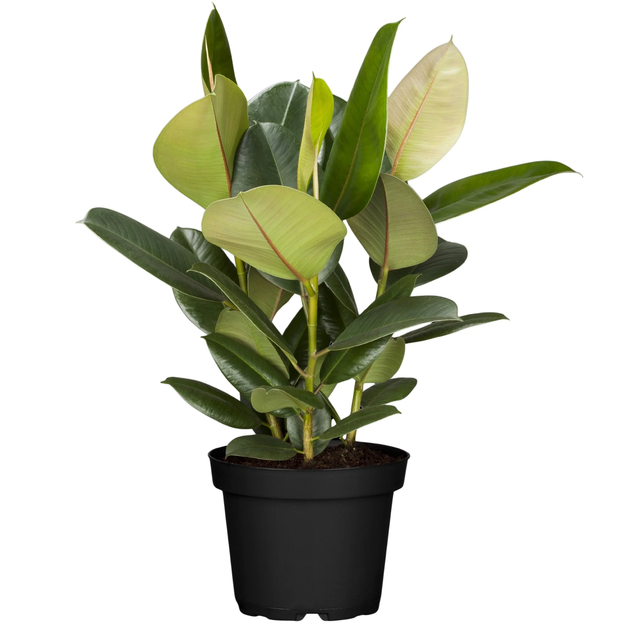 Gummibaum 'Robusta' - Image 3
