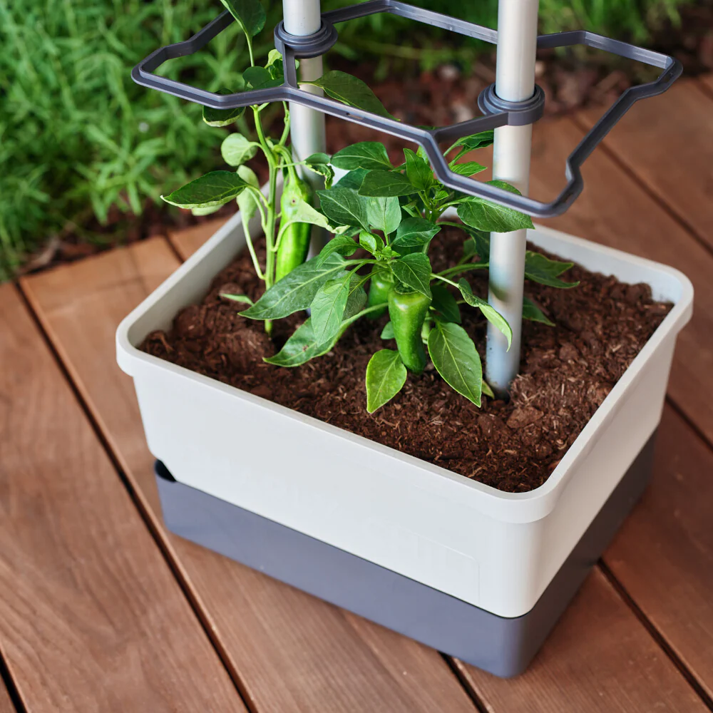 Gusta Garden CHARLY CHILI - Image 12