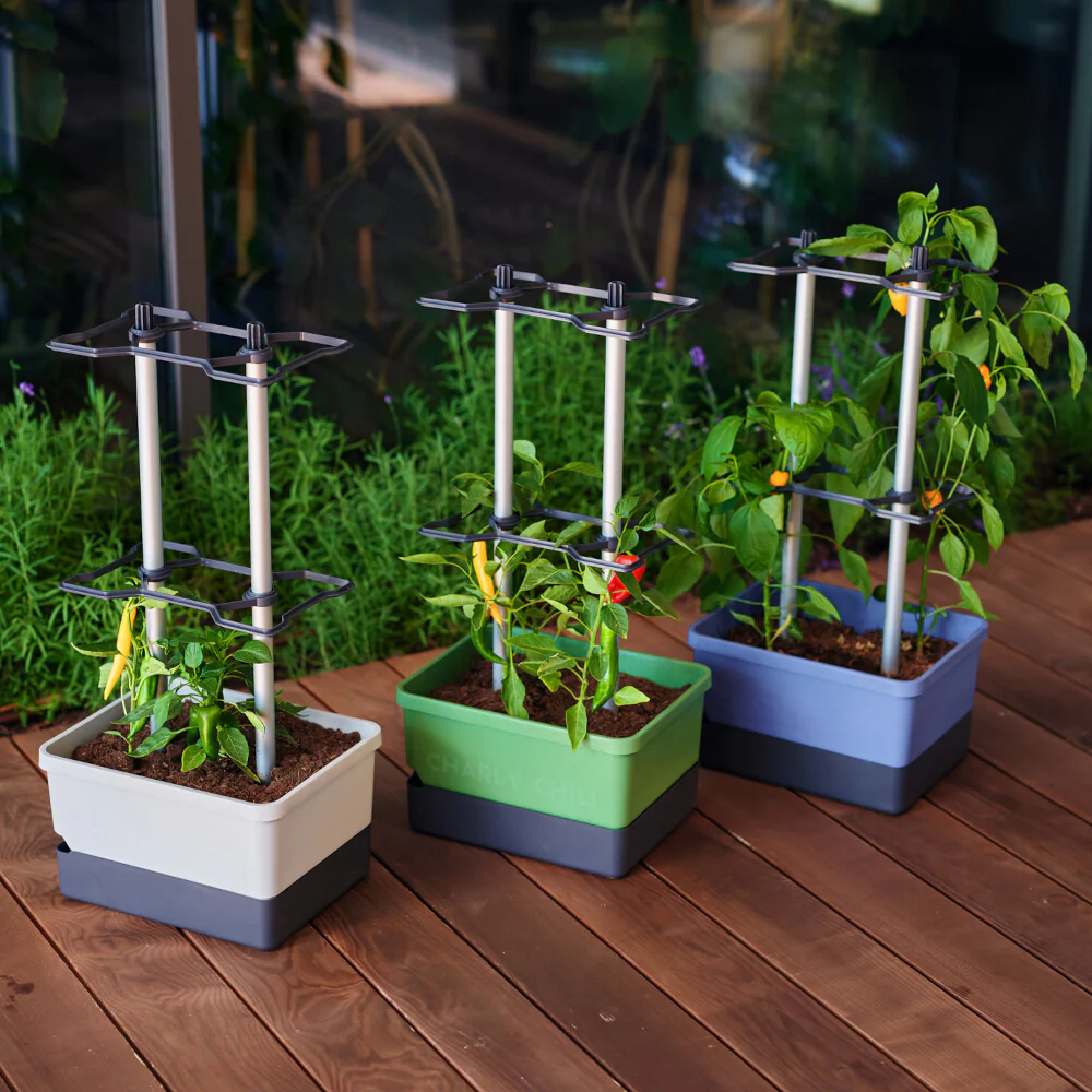 Gusta Garden CHARLY CHILI - Image 16