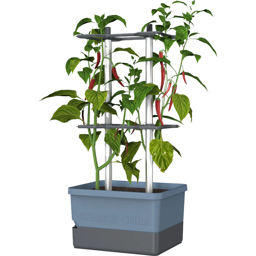 Gusta Garden CHARLY CHILI - Image 27