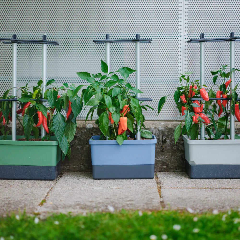 Gusta Garden CHARLY CHILI - Image 3