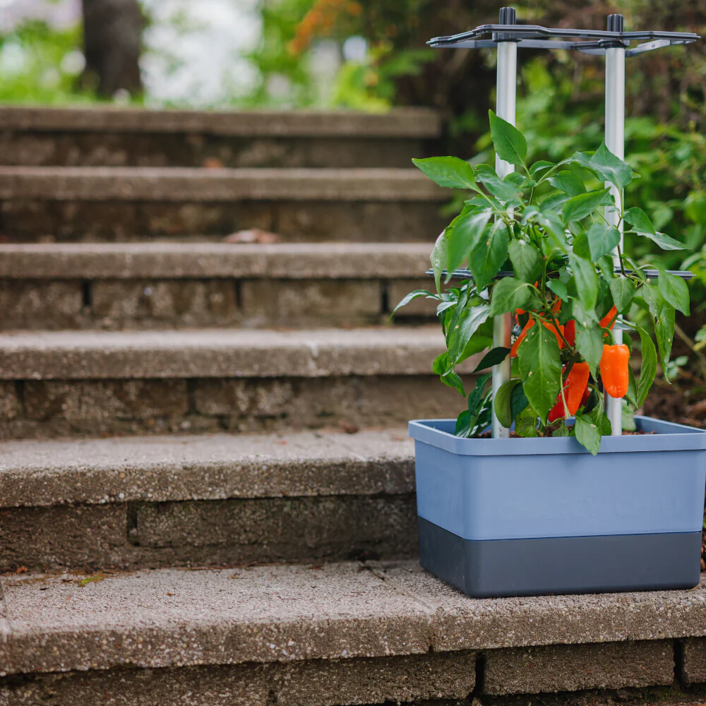 Gusta Garden CHARLY CHILI - Image 32