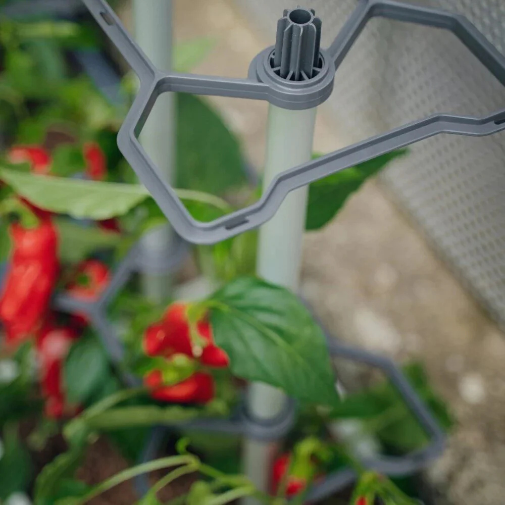 Gusta Garden CHARLY CHILI - Image 42