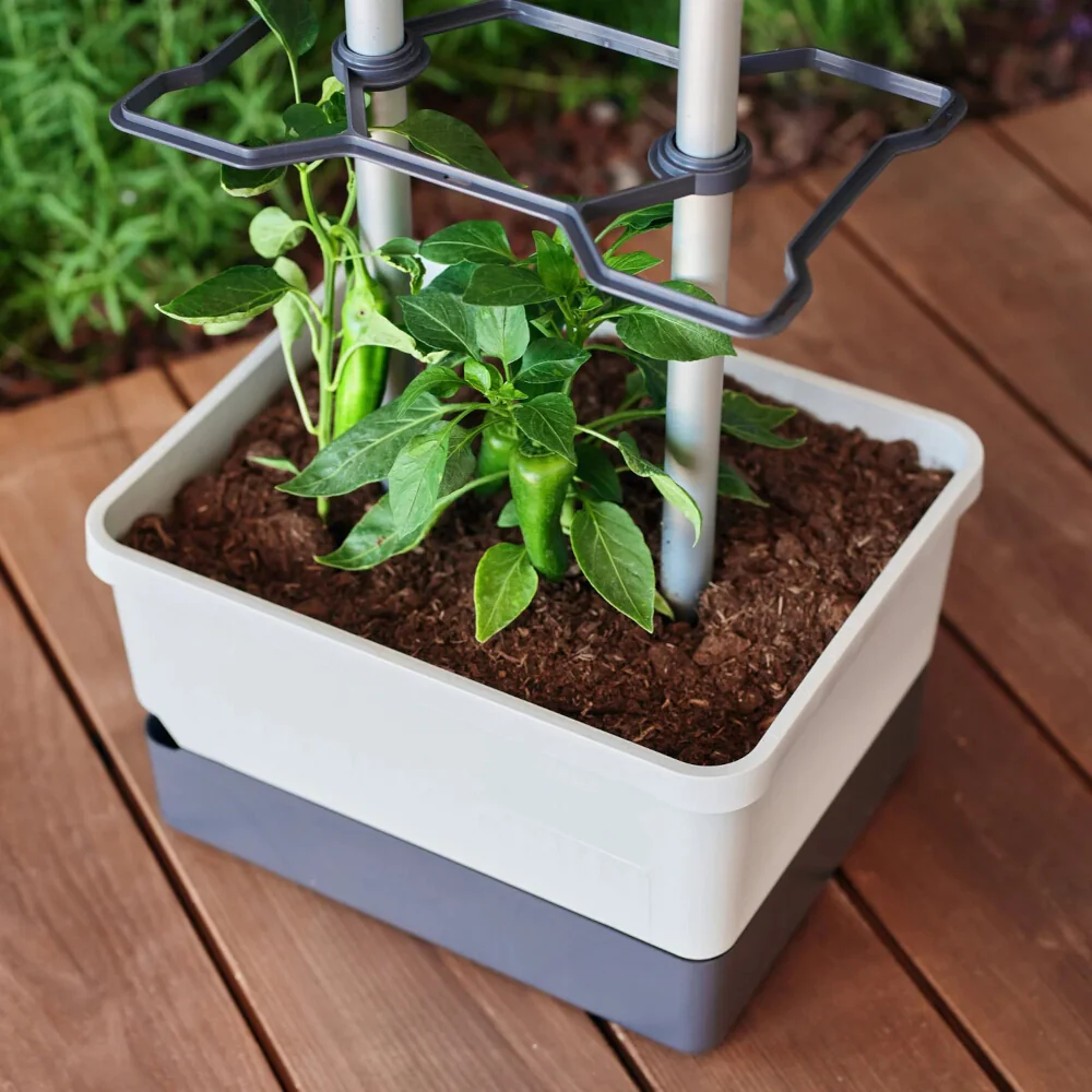 Gusta Garden CHARLY CHILI - Image 47