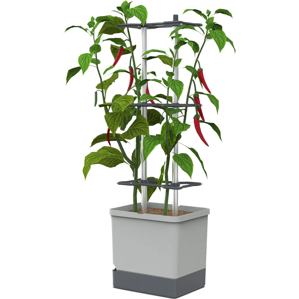 Gusta Garden CHARLY CHILI - Image 48
