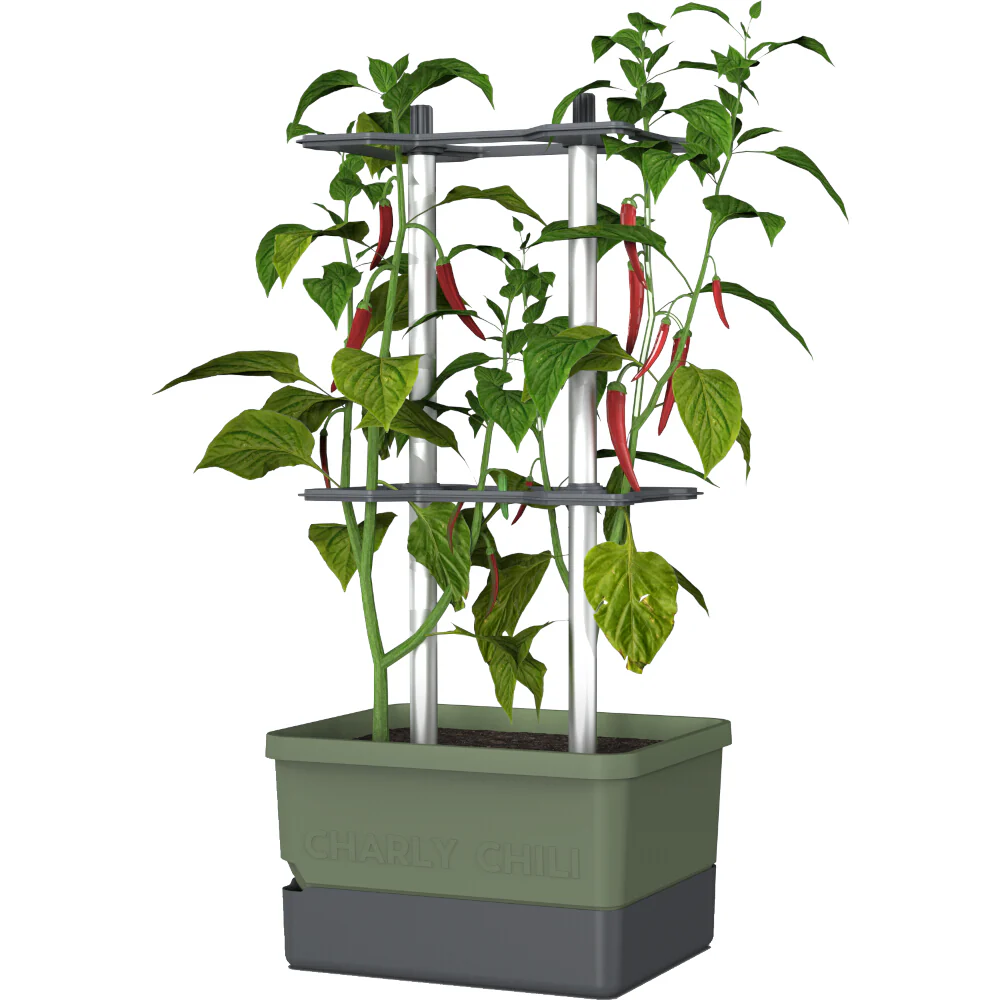 Gusta Garden Chili Starter-Set - Image 17