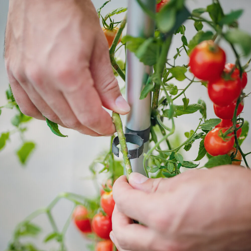 Gusta Garden TOM TOMATO - Image 37