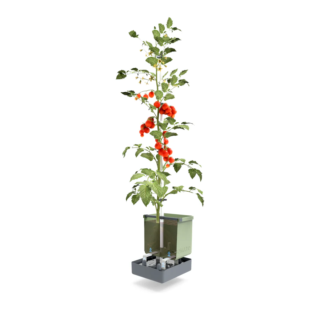 Gusta Garden TOM TOMATO - Image 40
