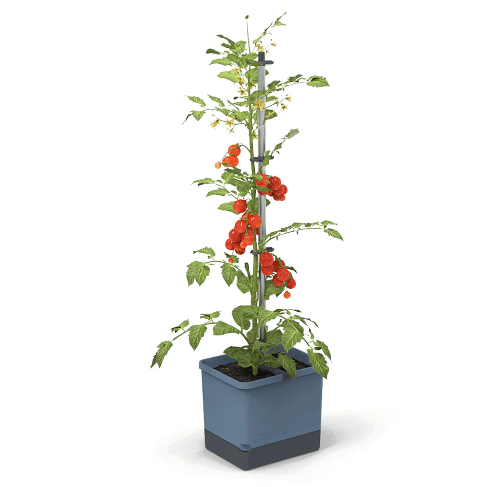 Gusta Garden Tomaten Starter-Set - Image 29