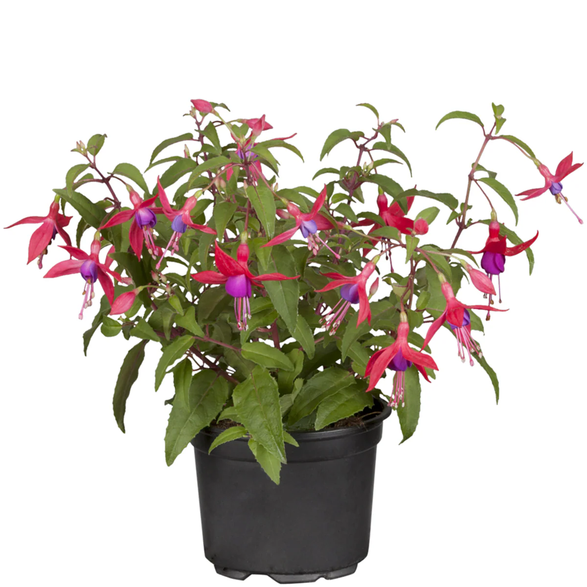 Hängende Fuchsie - Image 3