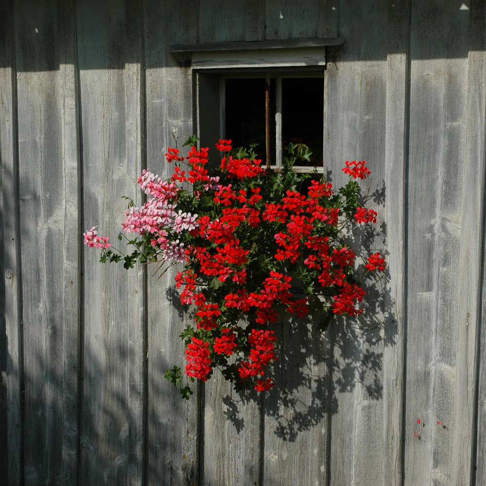 Hängende Geranie - Image 3