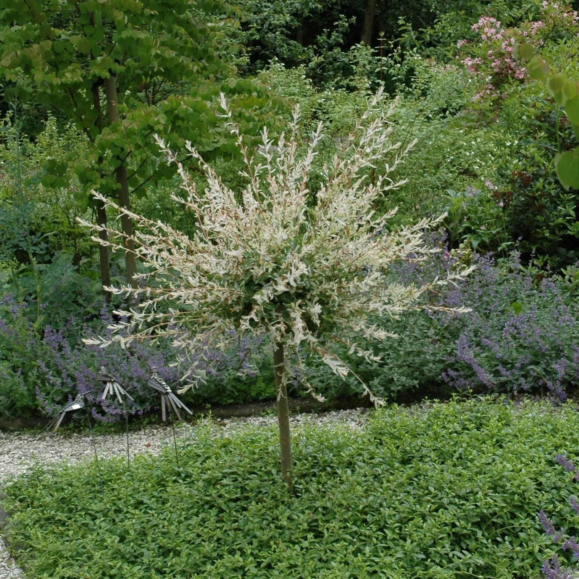 Harlekinweide 'Hakuro Nishiki' Stämmchen - Image 2