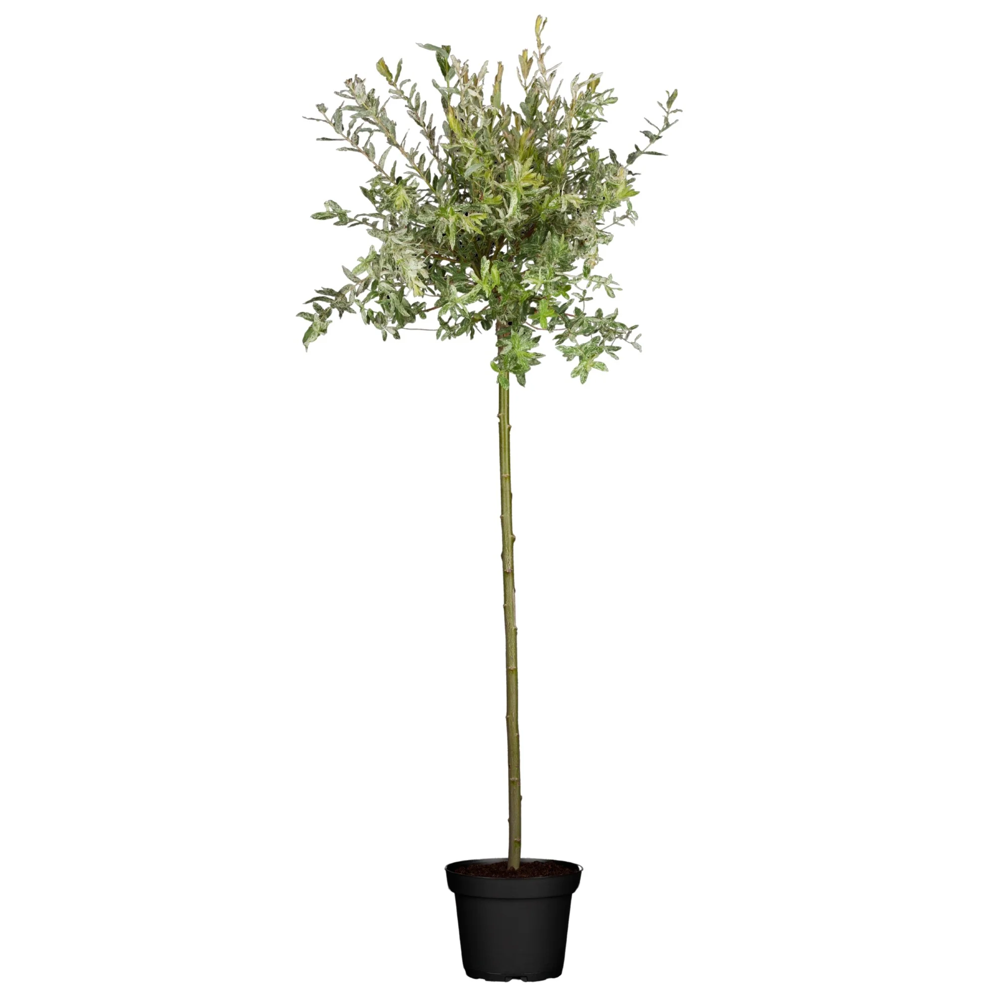 Harlekinweide 'Hakuro Nishiki' Stämmchen - Image 4