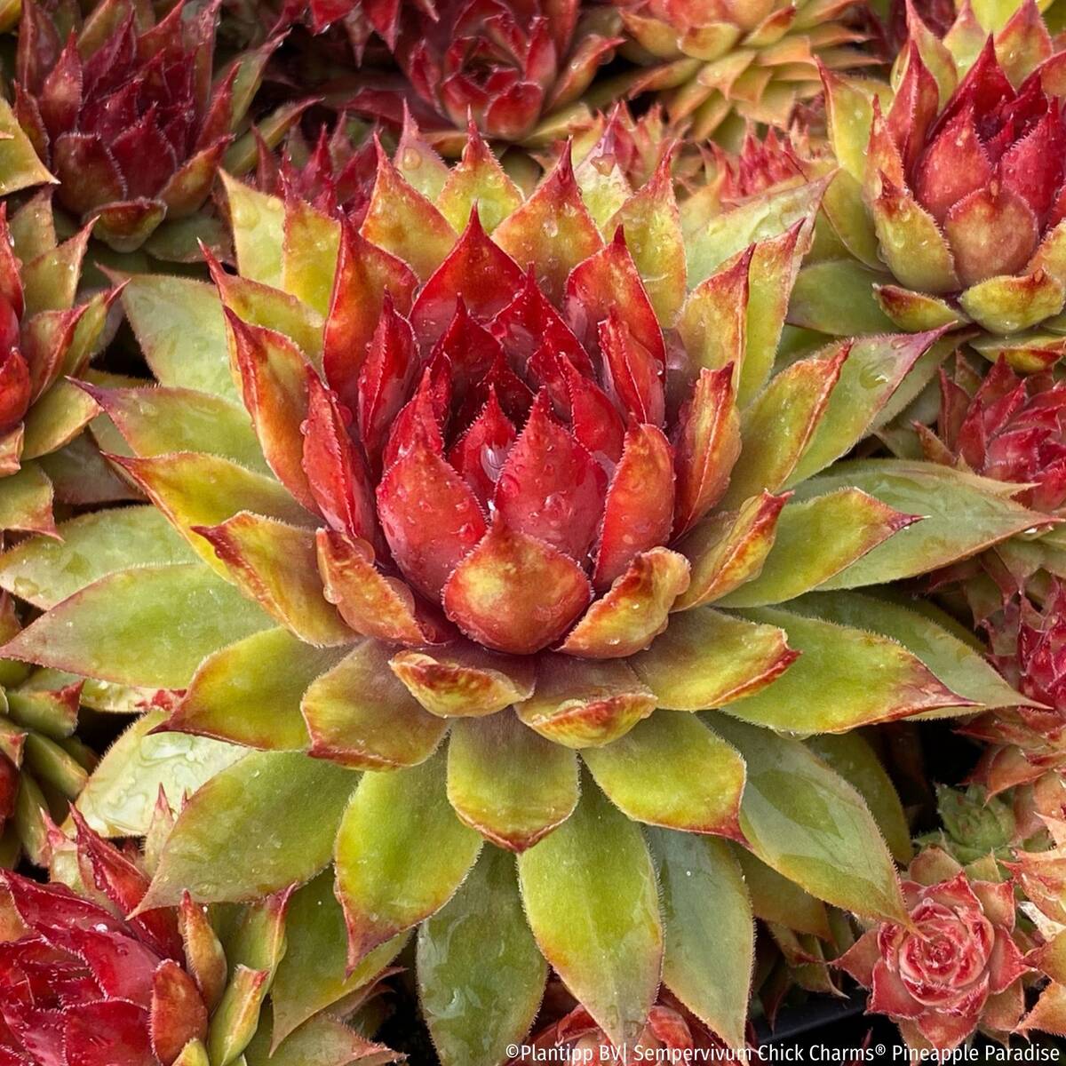 Hauswurz Chick Charms® 'Pineapple Paradise'
