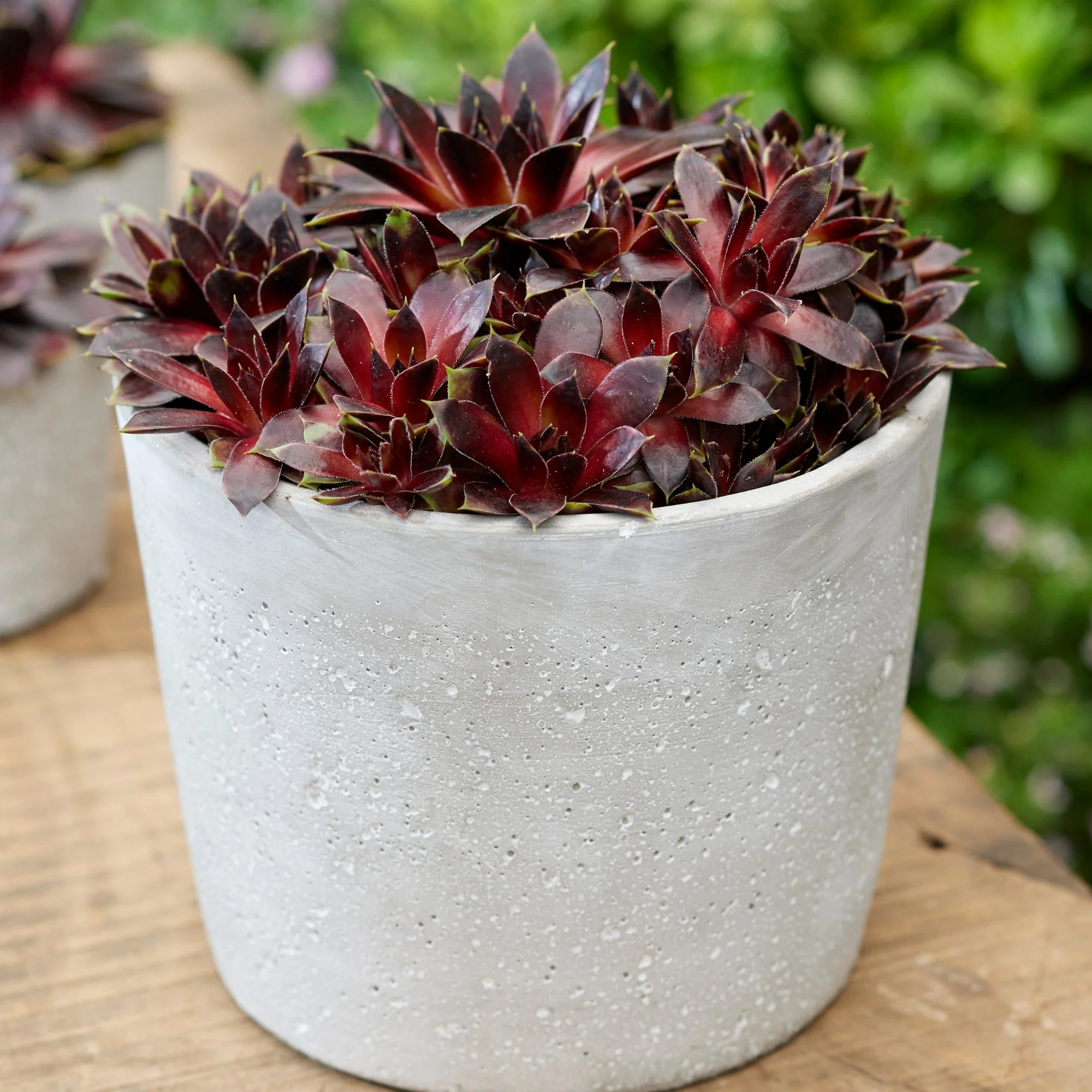 Hauswurz Colorockz® 'Coconut Crystal' - Image 3