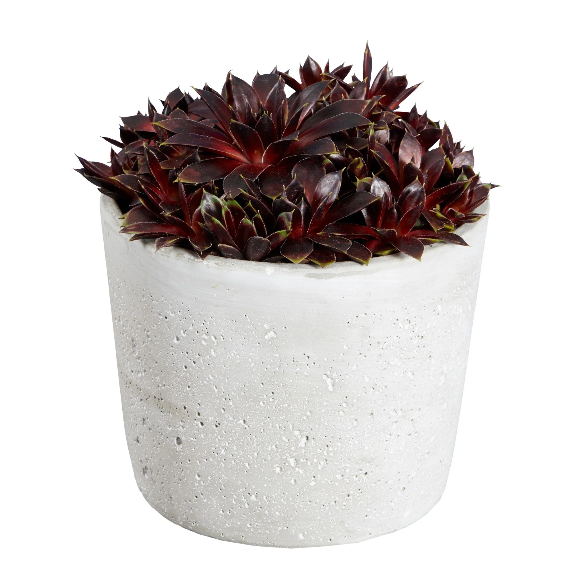 Hauswurz Colorockz® 'Coconut Crystal' - Image 4