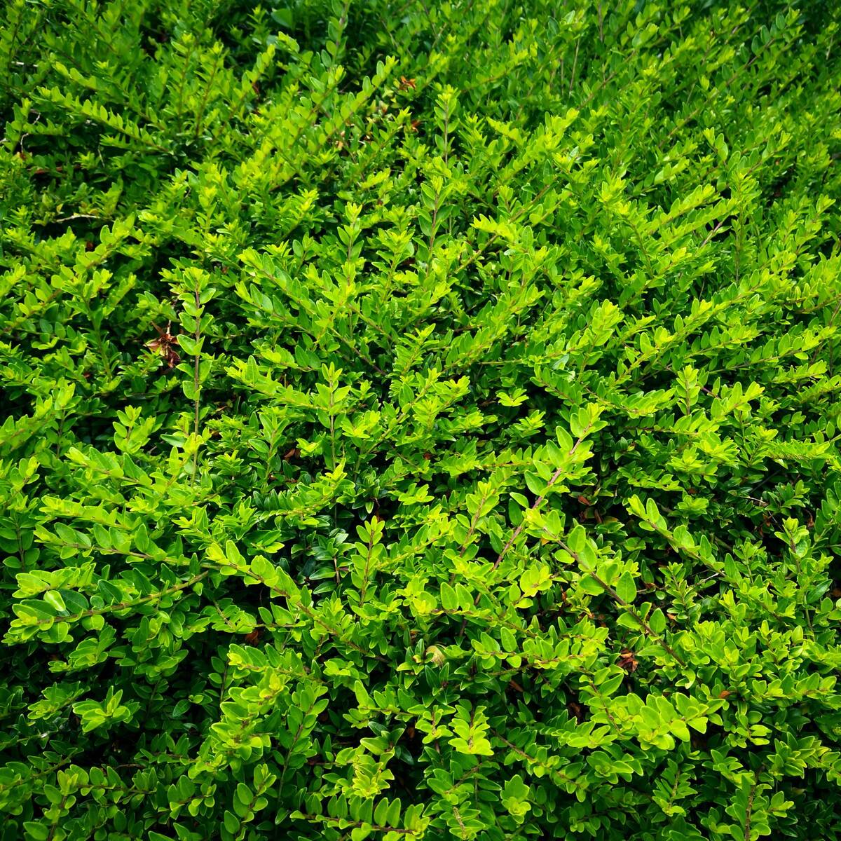 Heckenmyrte 'Maigrün', 12 Pflanzen