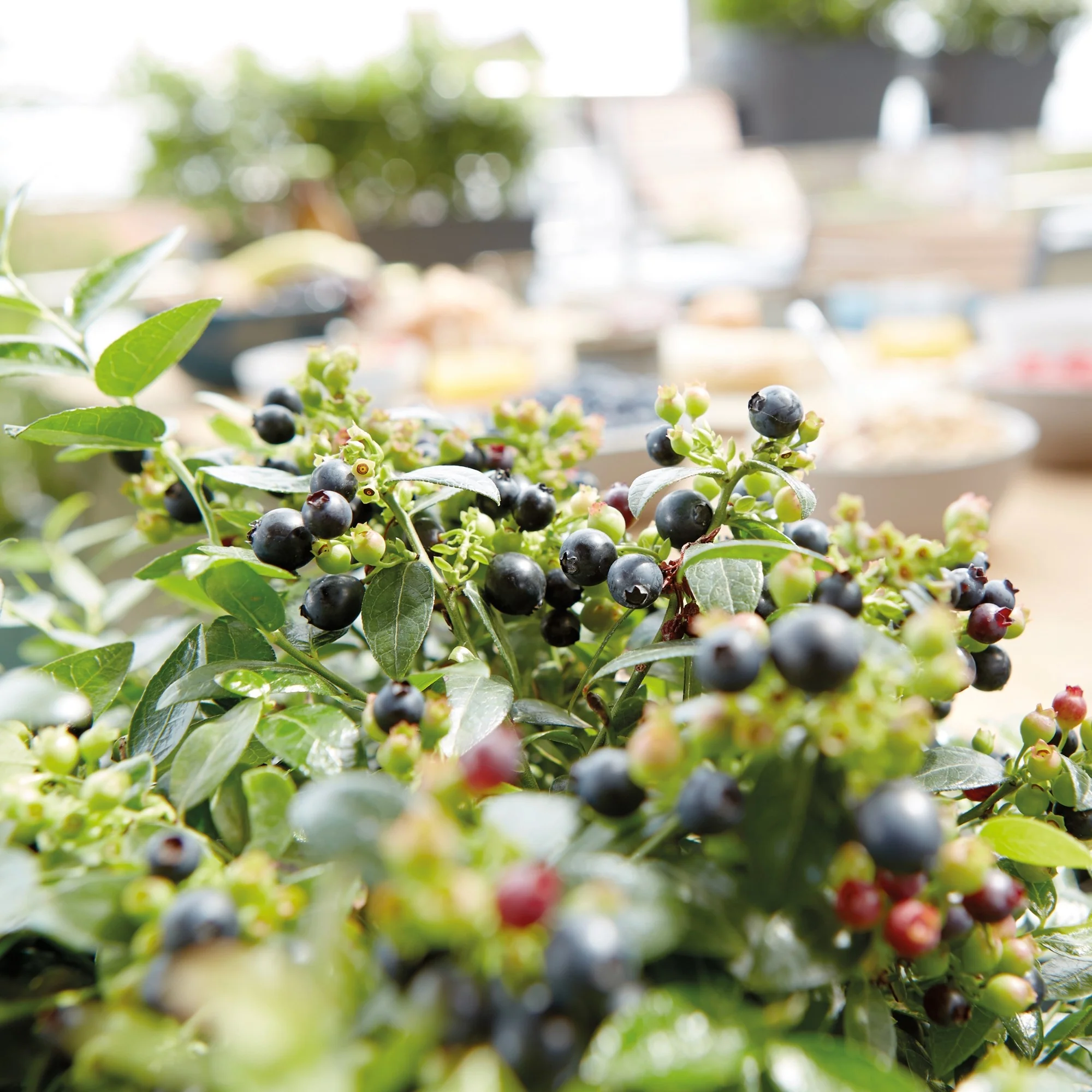 Heidelbeere Brazel Berry® 'Berry Bux®', 6 Pflanzen - Image 2