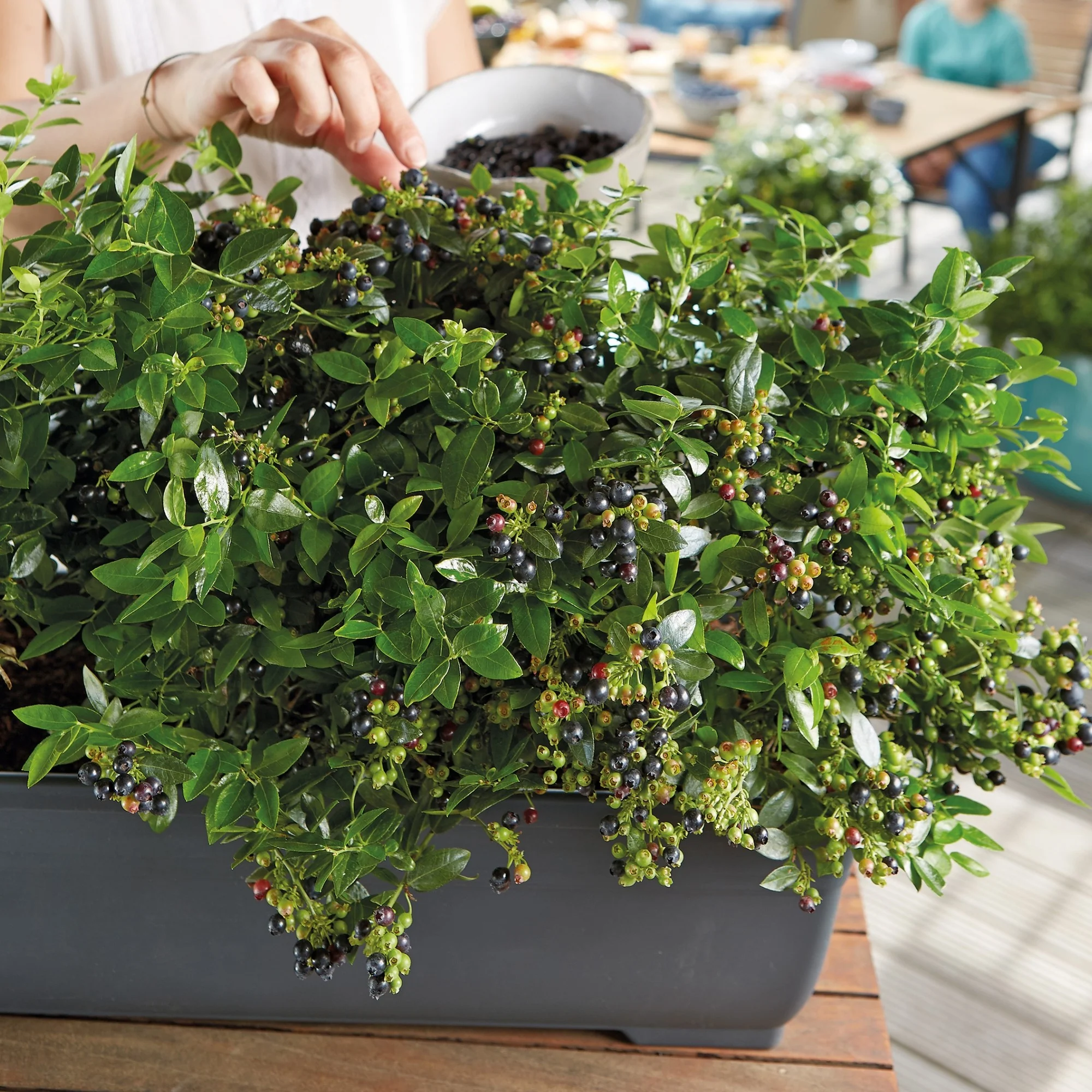 Heidelbeere Brazel Berry® 'Berry Bux®', 6 Pflanzen - Image 3