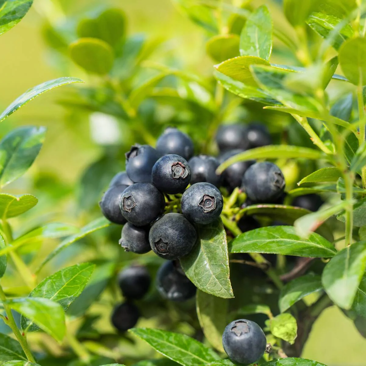 Heidelbeere Brazel Berry® 'Berry Bux®', 6 Pflanzen - Image 4