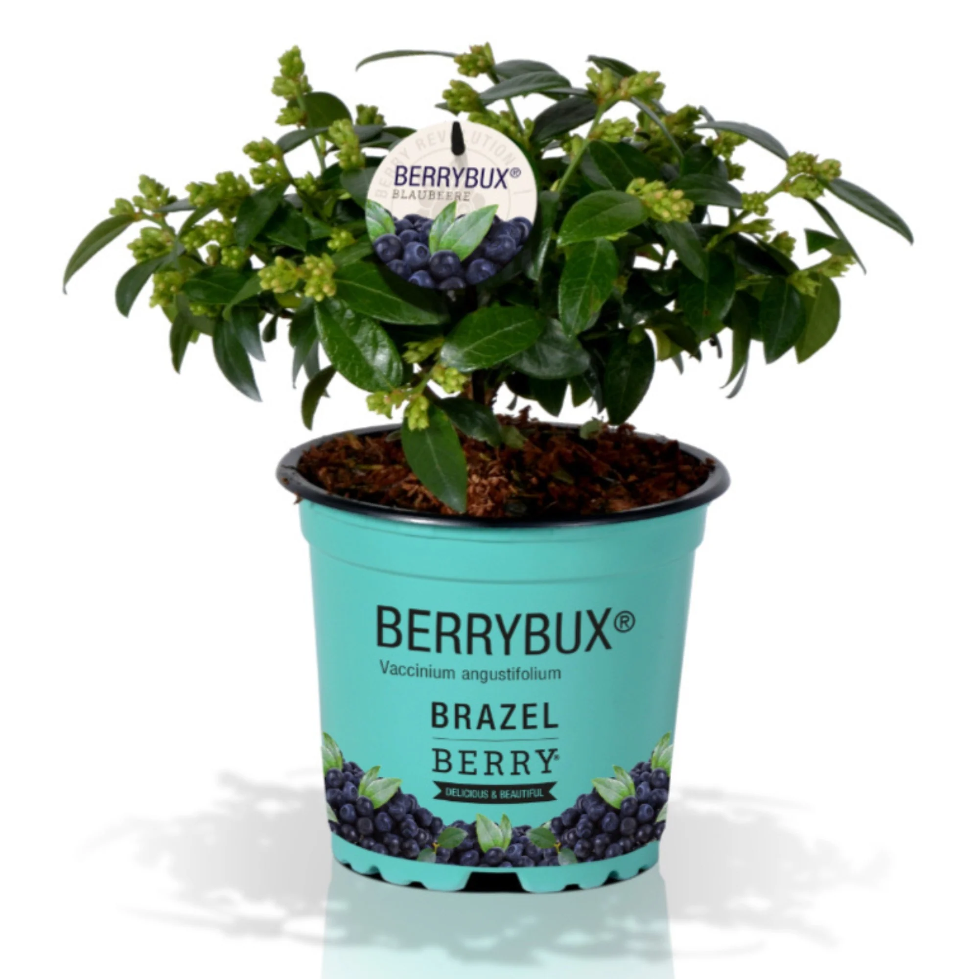Heidelbeere Brazel Berry® 'Berry Bux®', 6 Pflanzen - Image 5