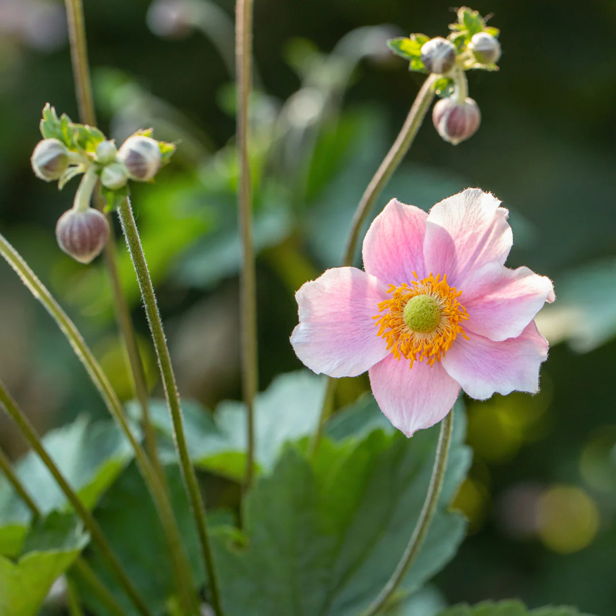 Herbst-Anemone - Image 3