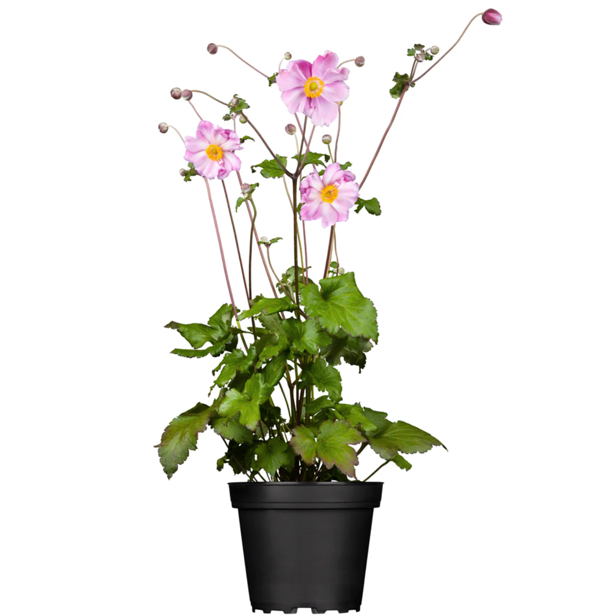 Herbst-Anemone - Image 4