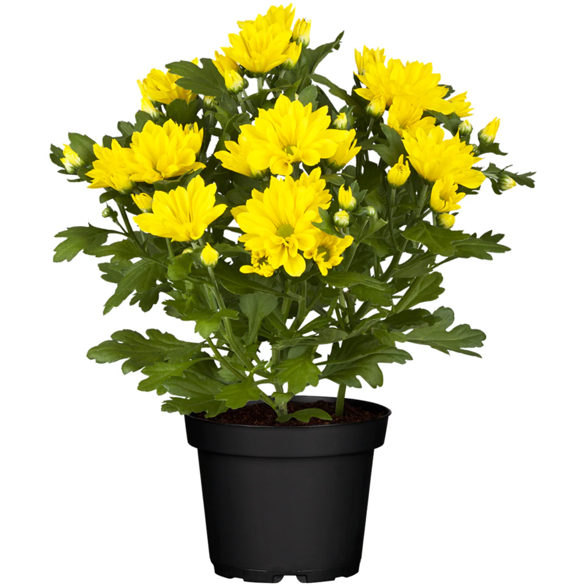 Herbst-Chrysantheme - Image 10