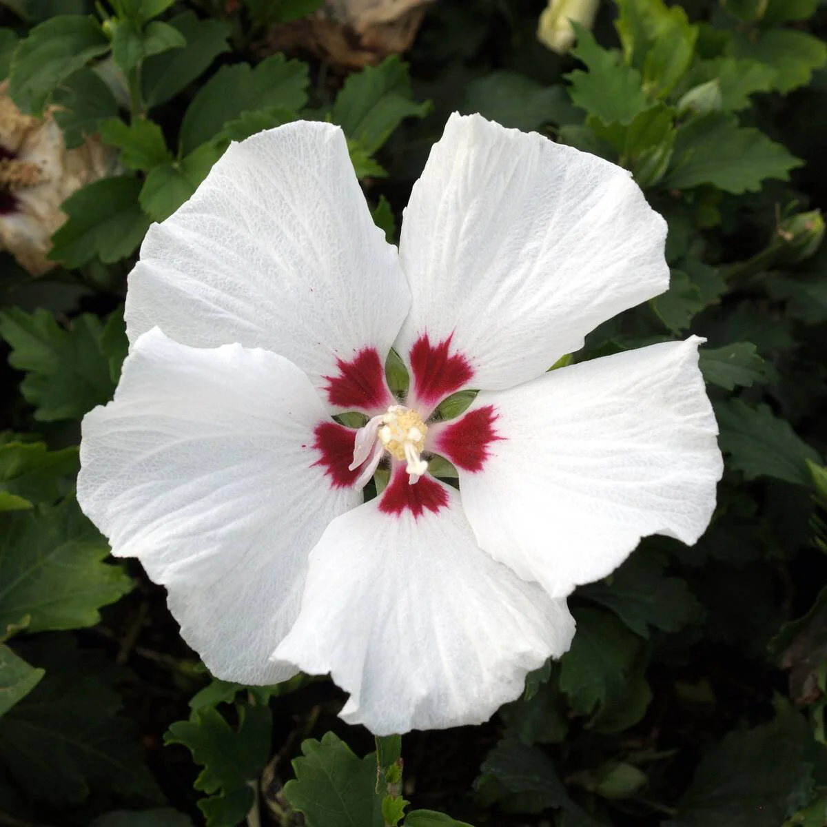 Hibiskus 'Hamabo'