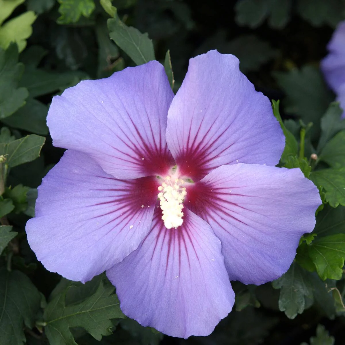 Hibiskus 'Marina'