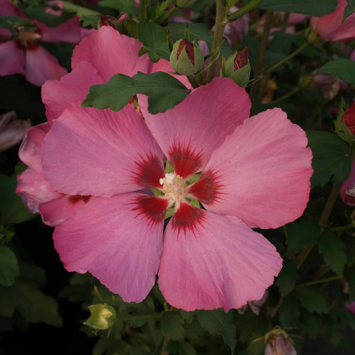 Hibiskus 'Woodbridge'