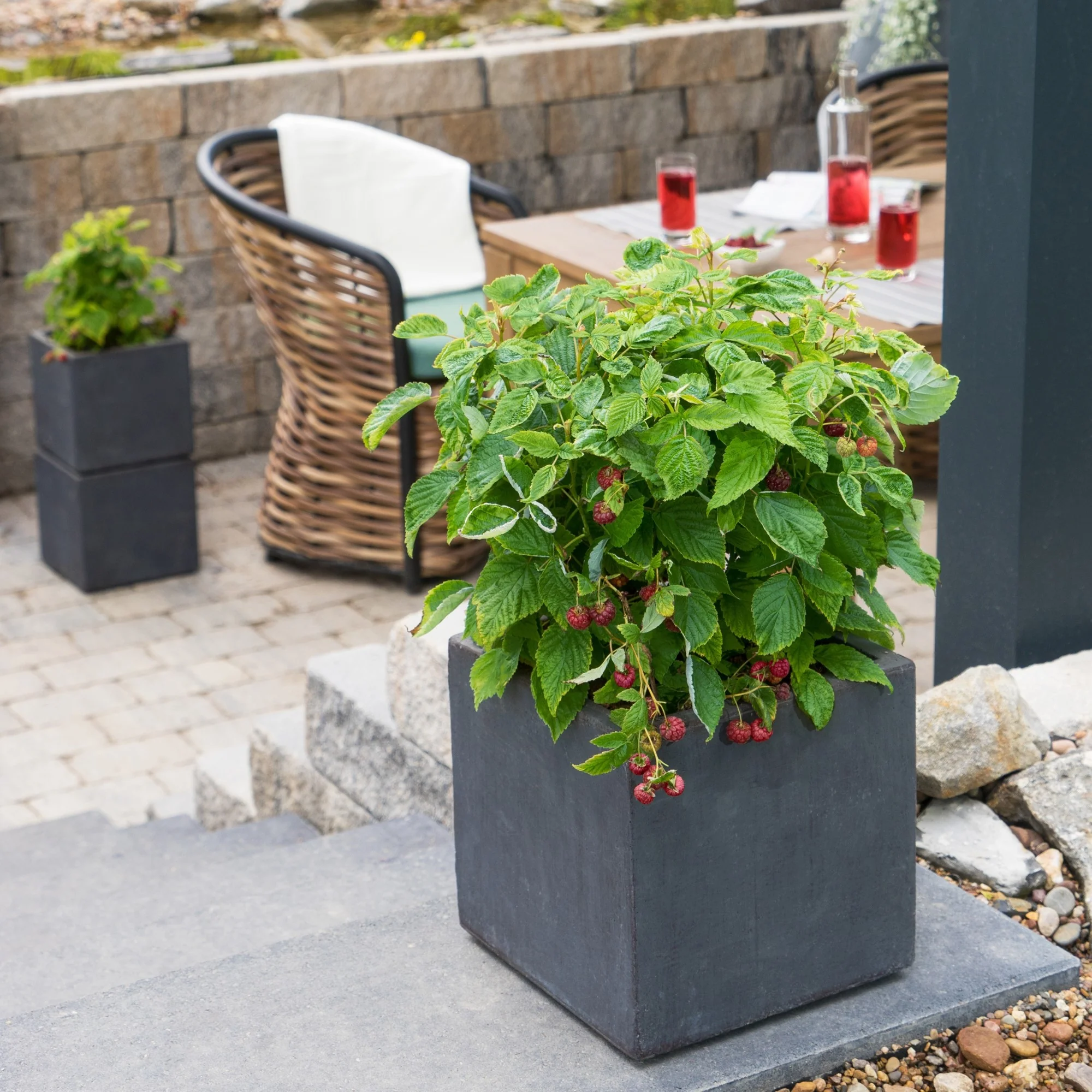 Himbeere 'Lucky Berry®'