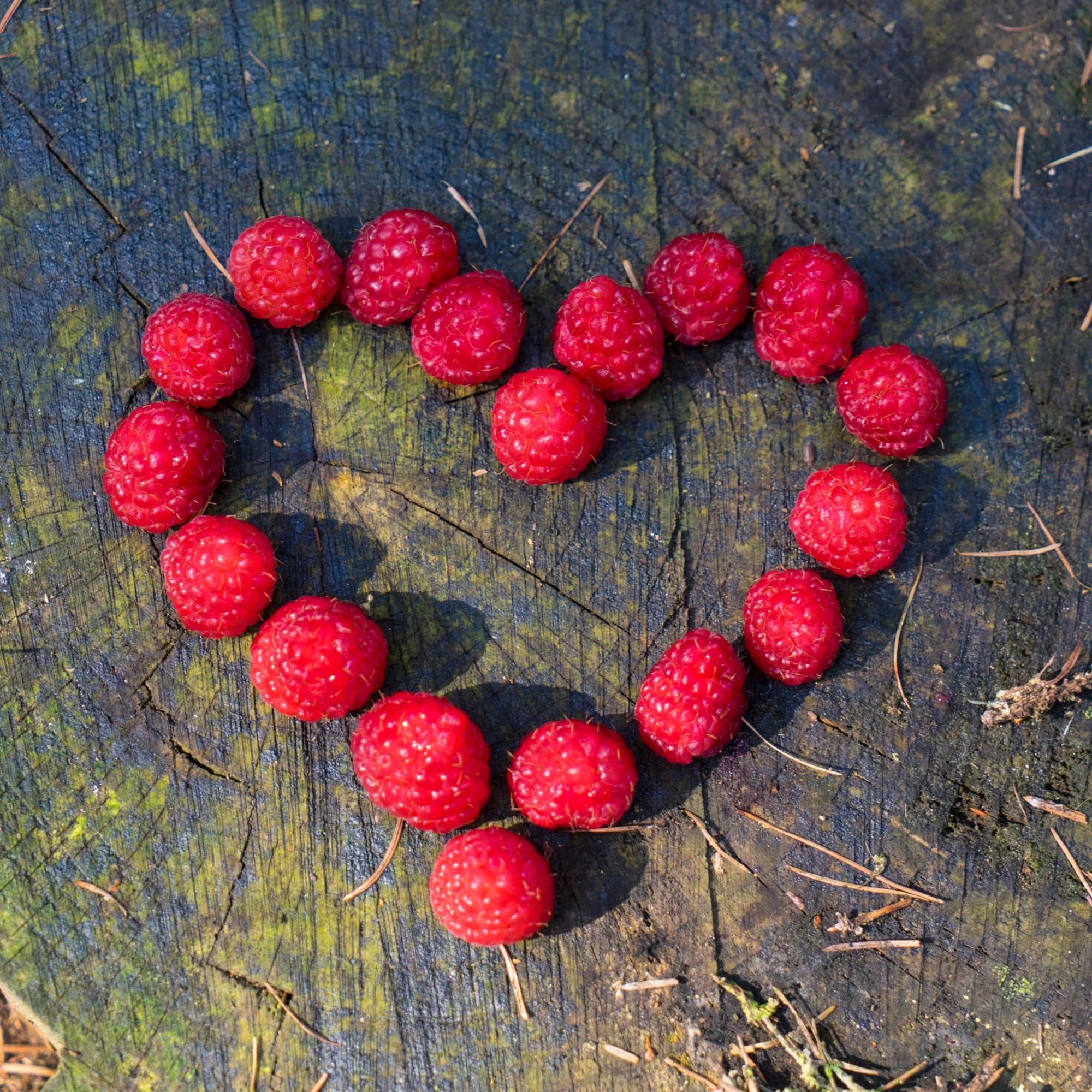 Himbeere 'Lucky Berry®' - Image 4