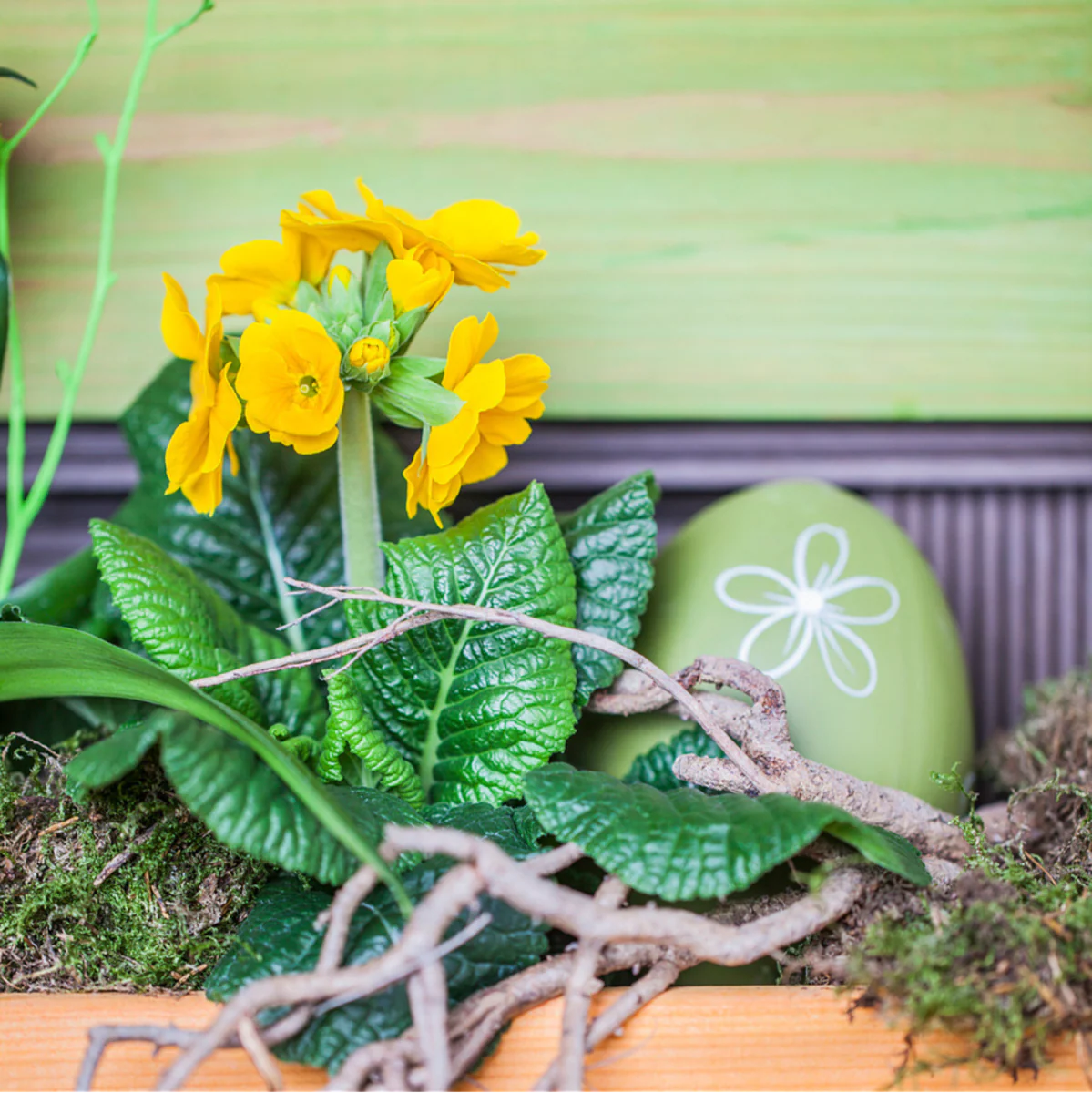 Hohe Schlüsselblume